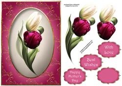 White & Magenta Tulips