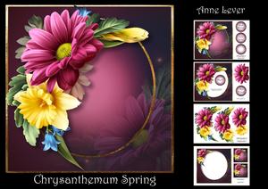 Chrysanthemum Spring