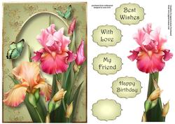 Beautiful Blush Iris A5