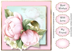 Pale Pink Peony 8x8