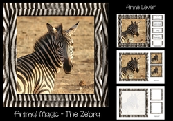 Animal Magic - The Zebra