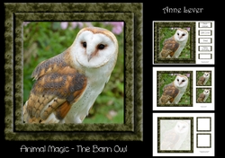Animal Magic - The Barn Owl