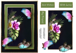 Tropical Butterflies