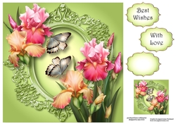 Gorgeous Blush Iris & Butterflies 8x8