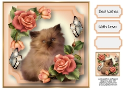 Kitten, Roses & Flutters 8x8
