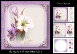 Gorgeous Winter Amaryllis