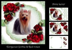 Gorgeous Yorkie & Red Roses