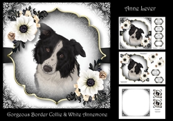 Gorgeous Border Collie & White Annemone