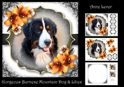 Gorgeous Burnese Mountain Dog & Lilies
