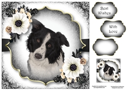 Gorgeous Border Collie & White Annemone 8x8