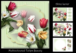 Multicoloured Tulips Beauty