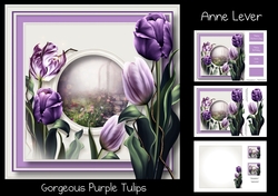 Gorgeous Purple Tulips