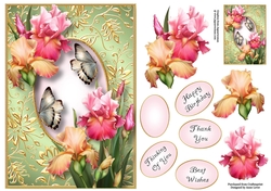 Gilded Frame & Blush Of Iris A5