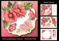 Chrysanthemum Corner - Perfectly Pink