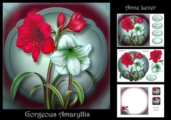Gorgeous Amaryllis