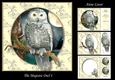 The Majestic Owl 1