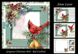Gorgeous Christmas Bird - Red Cardinal