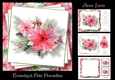 Beautiful Pale Poinsettia