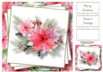 Beautiful Pale Poinsettia 8x8