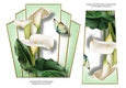 7x7 Art Deco Floral Stacker - White Calla Lilies