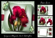 Gorgeous Magenta Iris & Butterflies