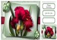 Gorgeous Magenta Iris & Butterflies 8x8