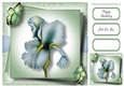 Gorgeous Pale Blue Iris & Butterflies 8x8