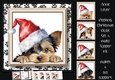 Peeking Christmas Dog Set 4 Multi Topper Kit