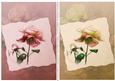 Soft Vintage Rose Toppers - Pink & Yellow
