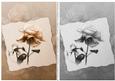 Soft Vintage Rose Toppers - Sepia & Monochrome