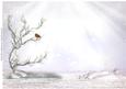 Christmas Robin with Silver Frame - Insert
