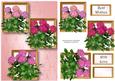 Hydrangeas in Pink Frame Trio