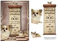 Handle Every Stressful Situation Like a Dog - chihuahua