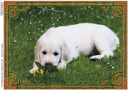 Labrador Puppy Oil on Canvas Effect Card Front