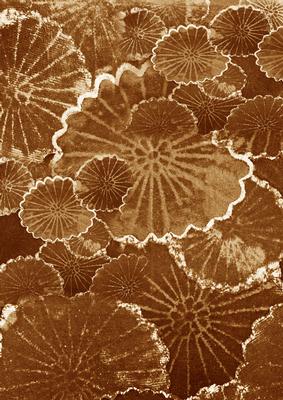 Vintage Tea Oriental Lily Pad A4 Backing Paper