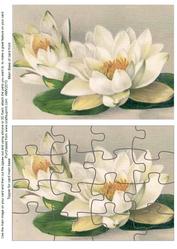 Water Lily Jigsaw Puzzle Card Front