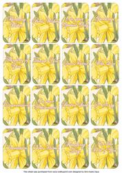 Happy Daffs Matching Floral Perfume Mixed Sentiment Cards