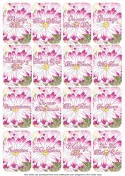 Pink Daisy Matching Floral Perfume Mixed Sentiment Cards