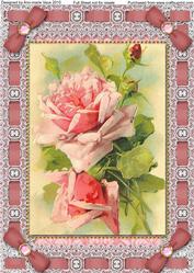 Pink Roses Lace Eyelet A4 Picture Sheet
