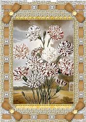 Black Carnations Lace Eyelet A4 Picture Sheet