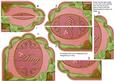 Pink Green Amy Ornate Scalloped Side Stacker