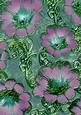 Blue Lilac 4 Giant Florals A4 Backing Paper