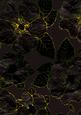 Dark Black 2 Giant Florals A4 Backing Paper