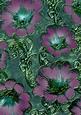 Blue Lilac 5 Giant Florals A4 Backing Paper
