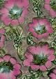 Pink 4 Giant Florals A4 Backing Paper
