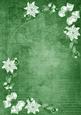 Mid Green White Poinsettia Corners A4 Backing Paper