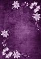 Purple White Poinsettia Corners A4 Backing Paper