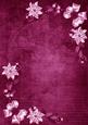 Cerise White Poinsettia Corners A4 Backing Paper
