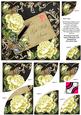Lemon Roses Black Get Well Soon 6in Duo Corner Stacker
