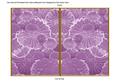 Lilac Oriental Lily Pad 7x5 Cut and Fold Card